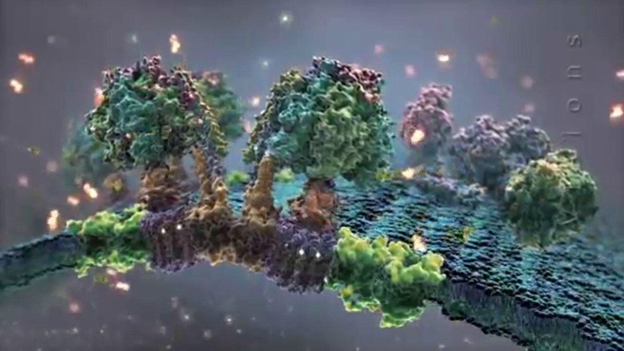 哈佛大学教学视频：线粒体内部的能量转化_高清
