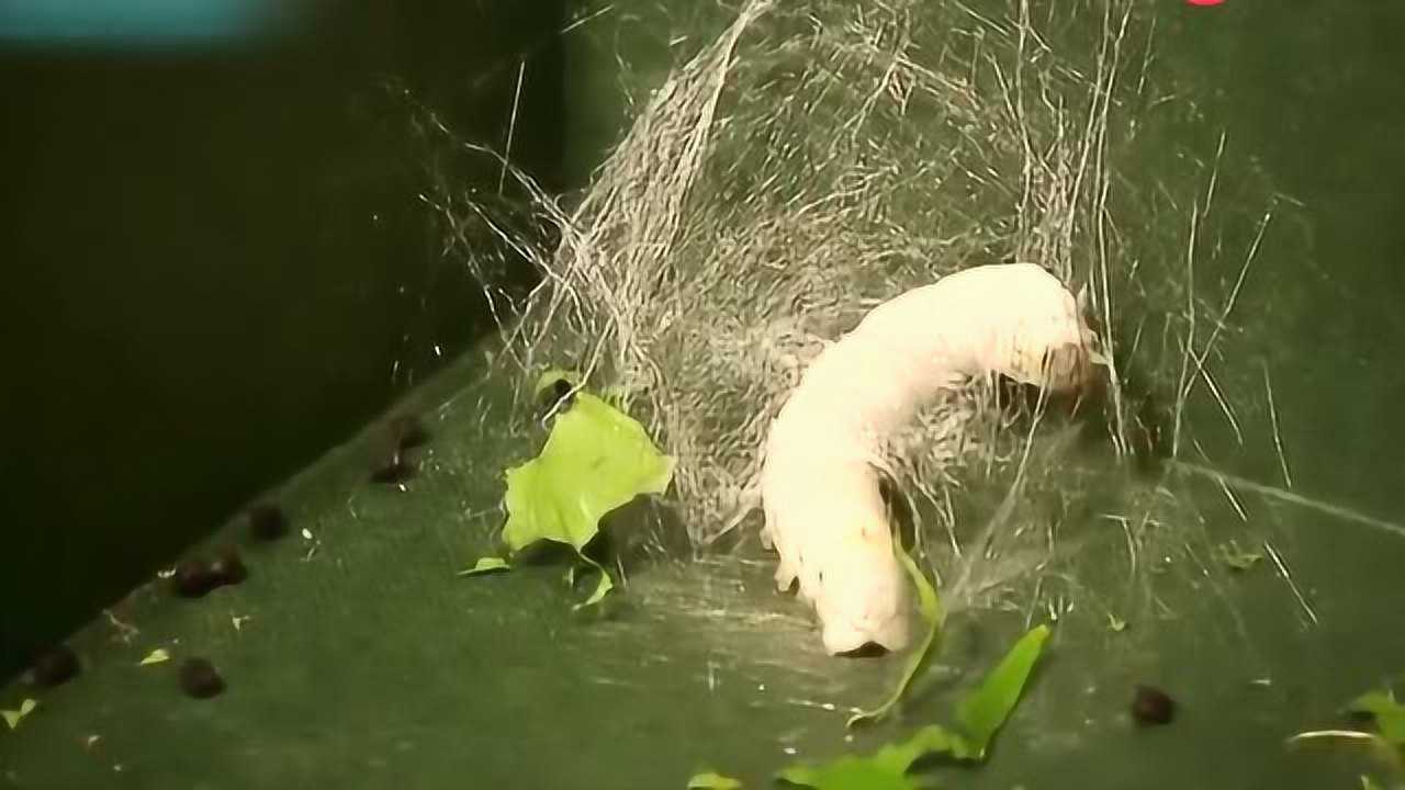 蚕吐丝结茧的全过程,你见过吗?_高清1080P在线观看平台_腾讯视频