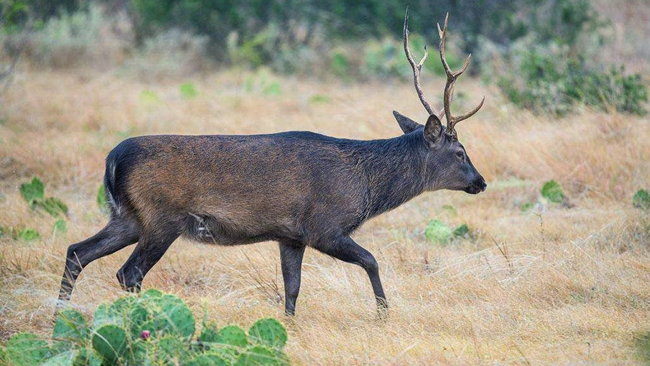 又到了求偶的季节，斑鹿这战斗力不用来对付老虎可惜了