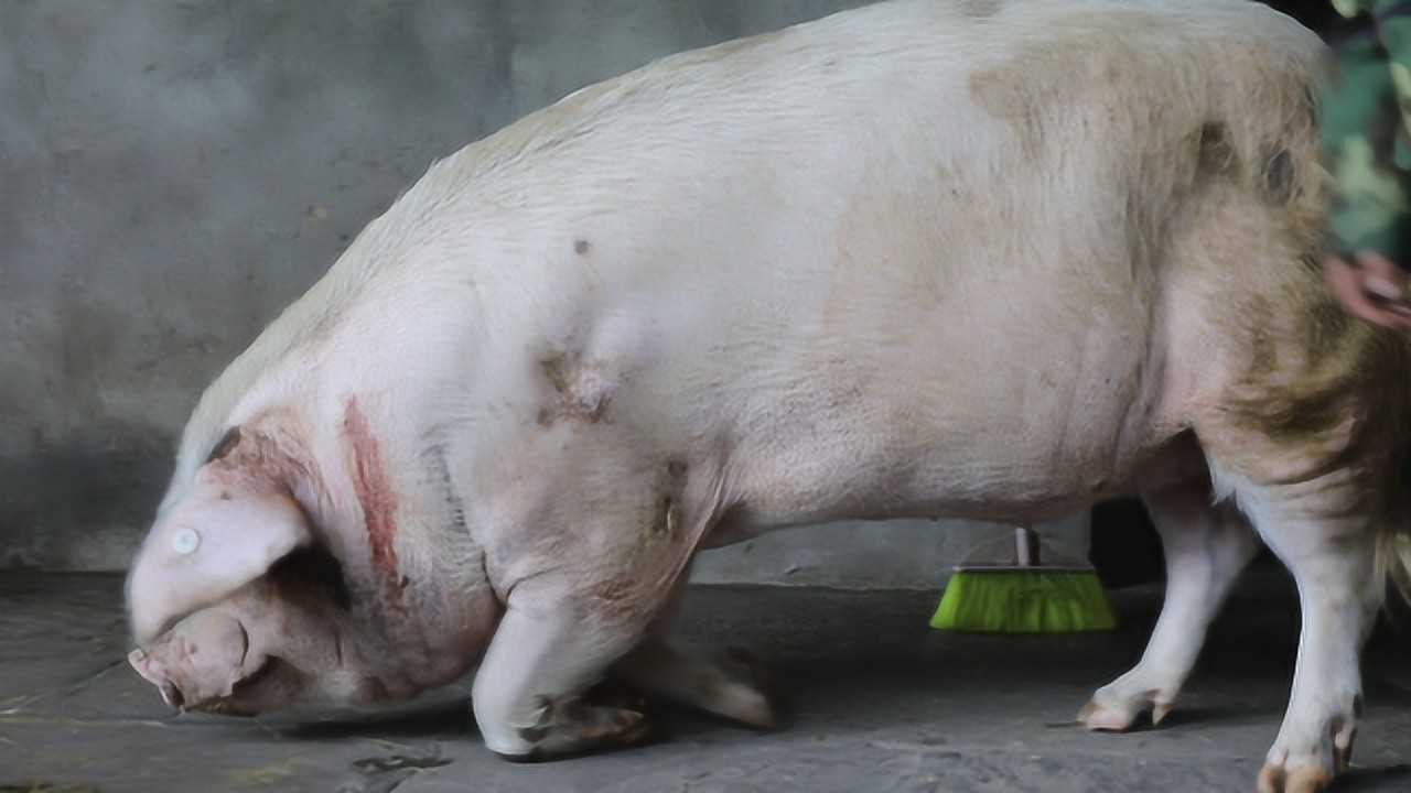 汶川地震猪坚强腿伤加重无法行走身体依然健康
