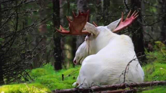 白色驼鹿指环王中精灵族的坐骑