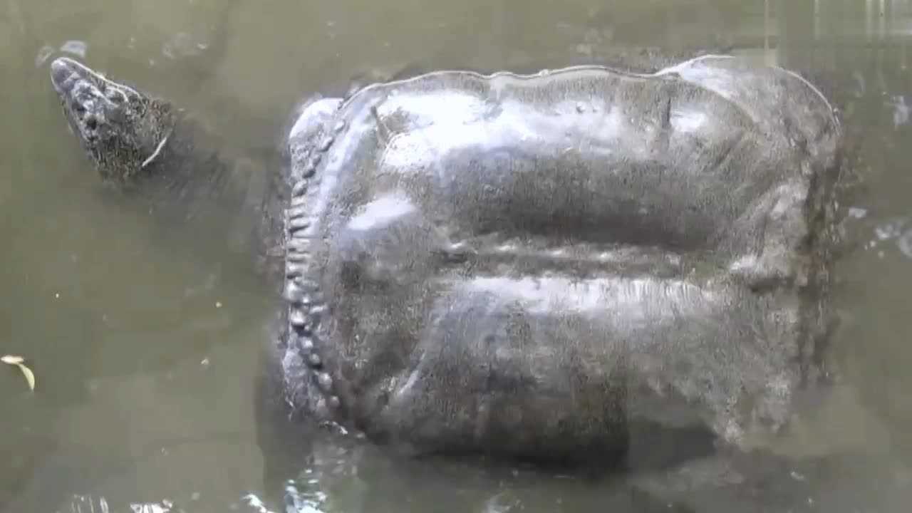 奇闻趣事,福建一水池内现神秘巨鼋,体长1米重达百斤_腾讯视频