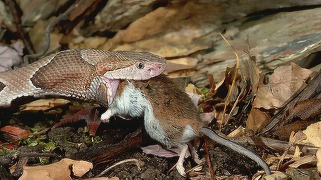 蛇吃老鼠蛇吞吃老鼠全过程很饥饿