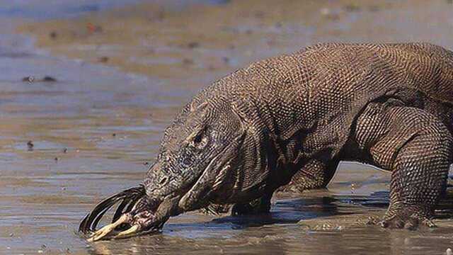 科莫多巨蜥大战眼镜王蛇精彩的战斗让人振奋