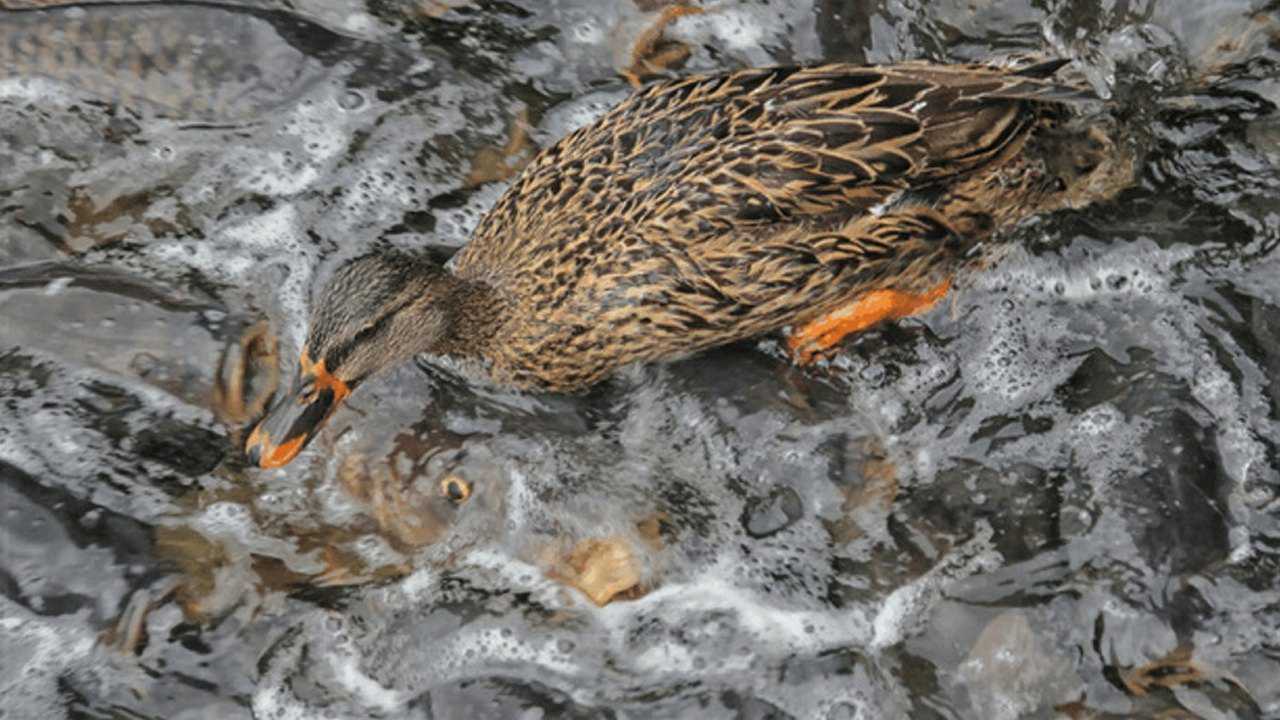 鴨子不敢下水,只因水庫的魚氾濫成災,為何沒人敢抓魚吃?