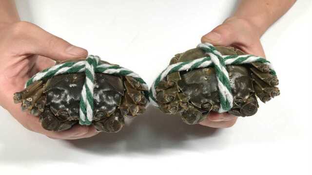手把手教你绑螃蟹,分公母,步骤很详细,看到的人都会收藏