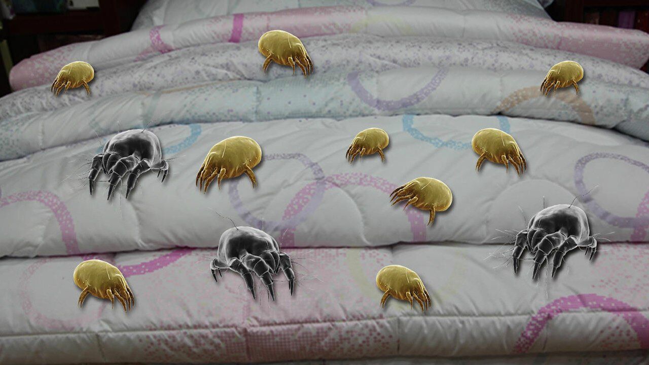 春季被子易滋生螨虫试试这2个方法别让螨虫天天陪你入睡