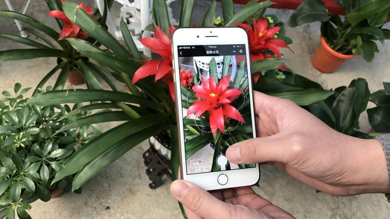 把微信打开对着花扫一扫,3秒就能知道花名,太厉害了,赶紧试试