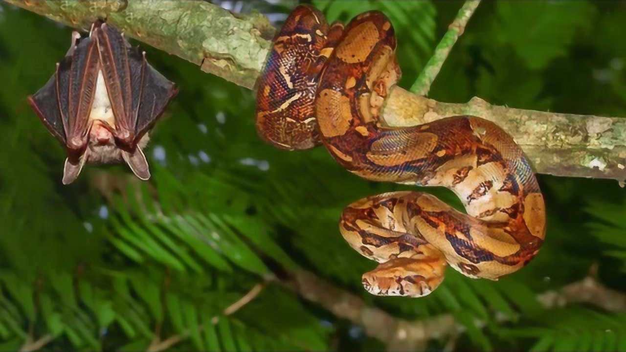 实拍蛇捕食蝙蝠你想象不到蛇有多厉害