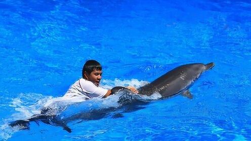 自古就有海豚救人，你知道海豚为什么会救人吗？看完被它逗笑了