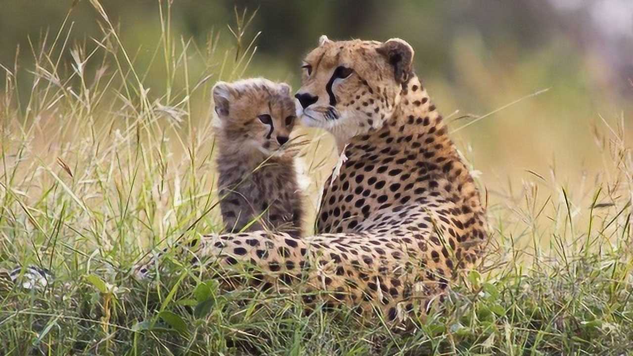 豹子为抢配偶围堵小豹子,母豹举动让人点赞!