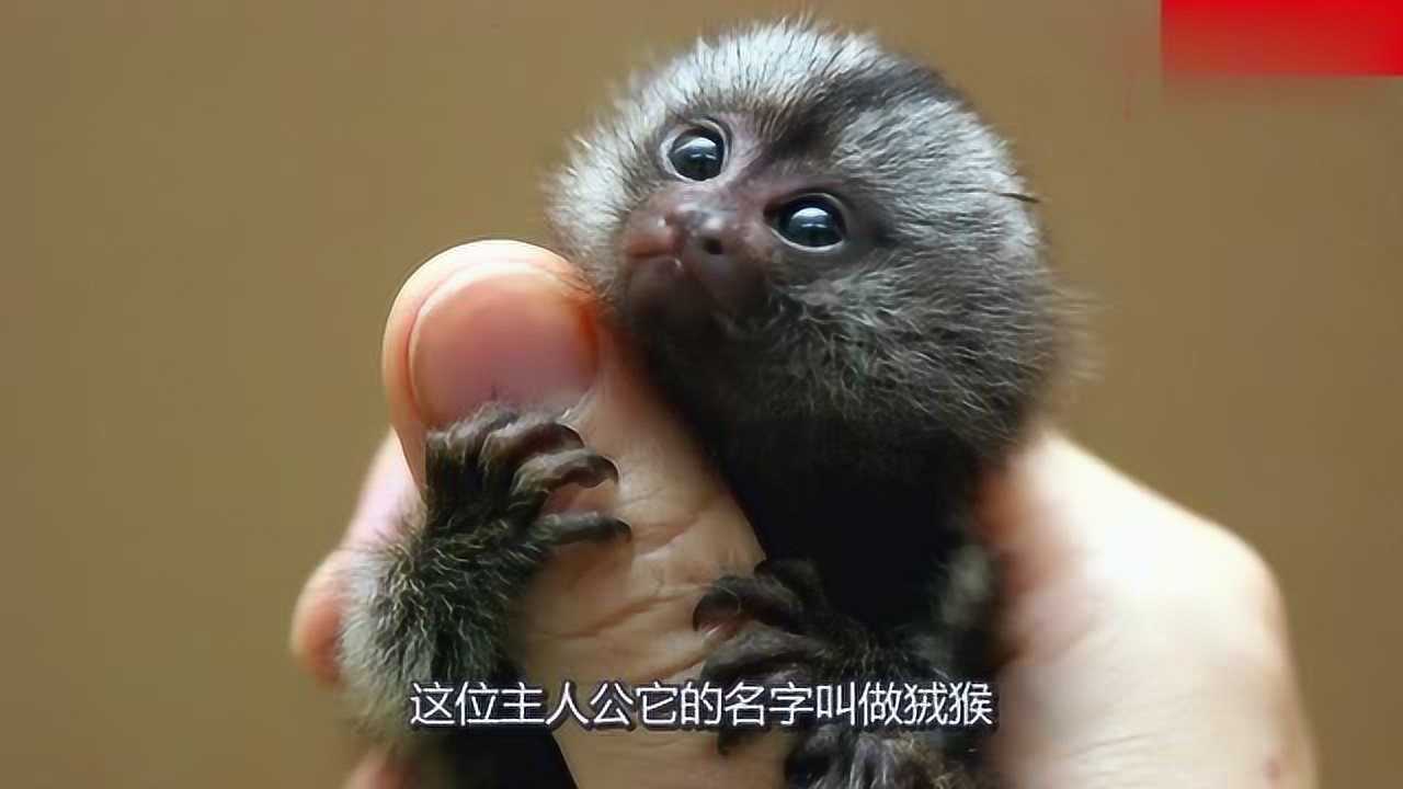 传说中的拇指猴国家二级保护动物可以跳5米多高