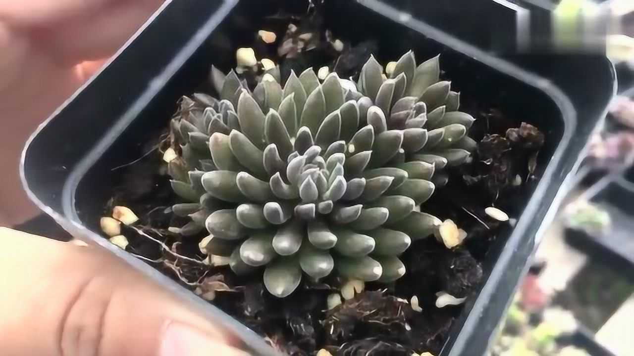 这是恐怕是多肉中最黑的肉肉了——滇石莲