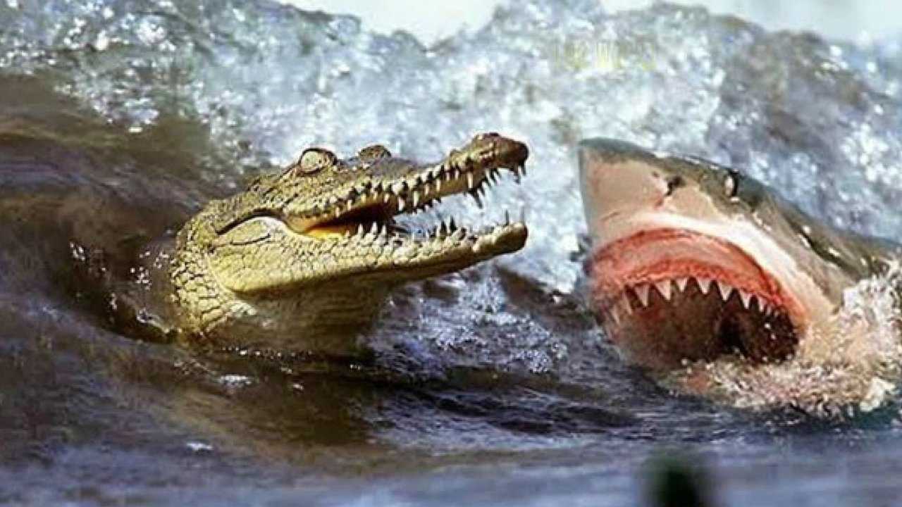 鳄鱼大战鲨鱼看看谁才是真正的水下霸主