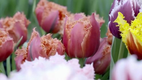 鲜花之国迷恋郁金香！荷兰人培育出各种让人无法抗拒的新品种！