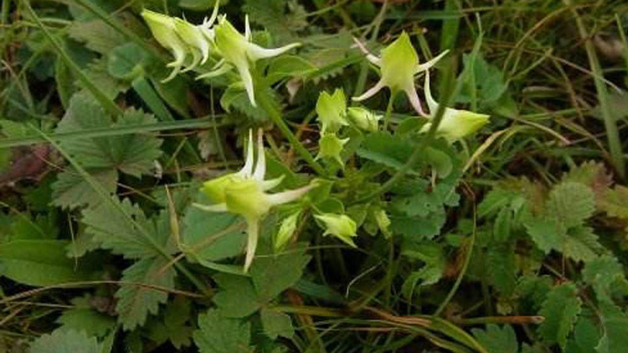 夏天头痛发烧怎么办老中医随手拔几株草止痛退烧有疗效