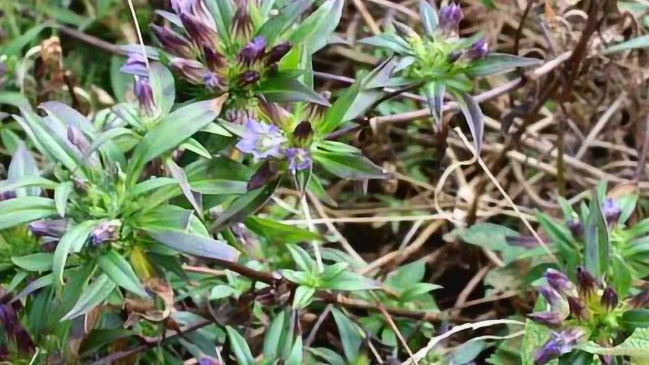 農村野草專治療高血壓,現代醫學用它製成降壓藥!