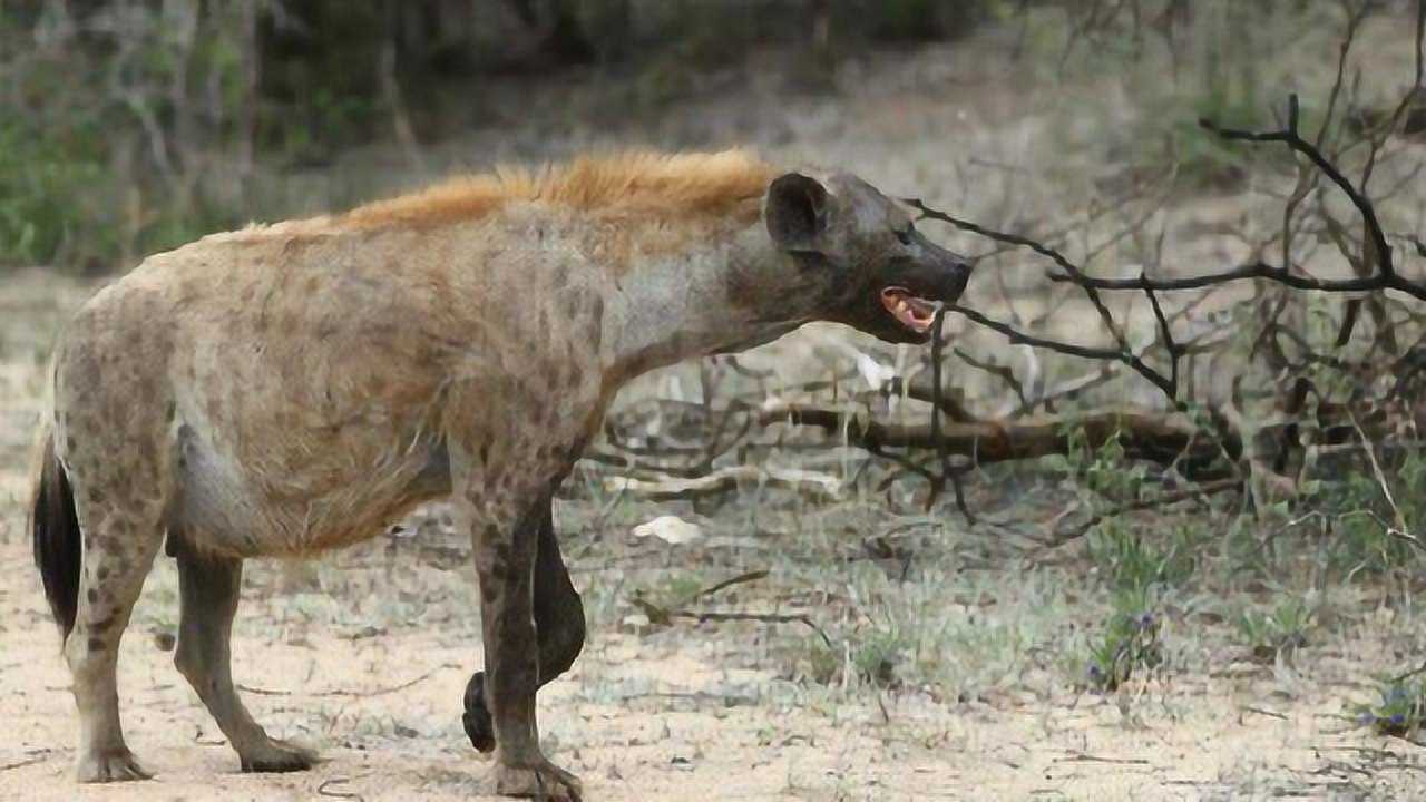 身为非洲草原的二哥鬣狗还真对得起这个名号不信你来看看