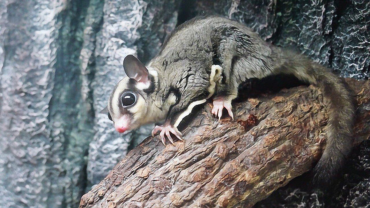 蜜袋鼯这么可爱为什么动不动就会自残真实原因让人无语