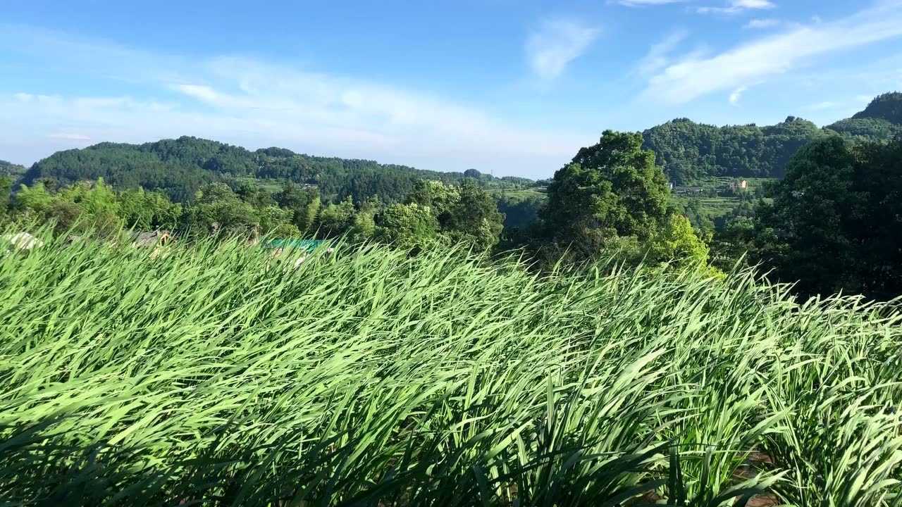 水稻的风吹过程