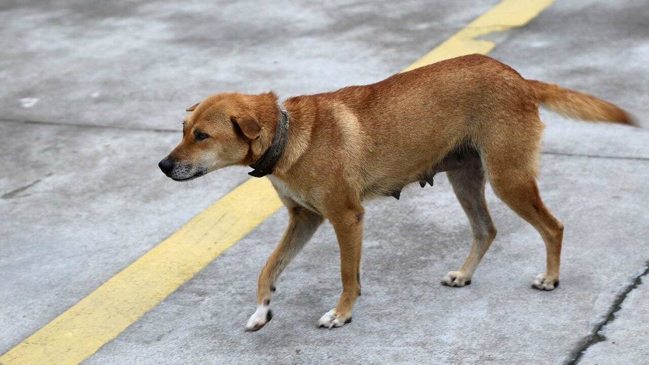 比特犬vs大土狗 口舌大戰!