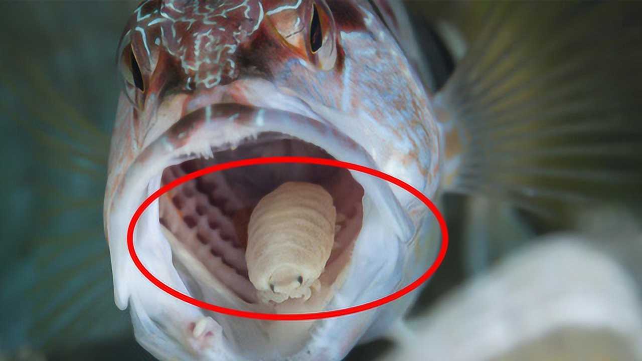 寄生鱼舌头的寄生虫图片
