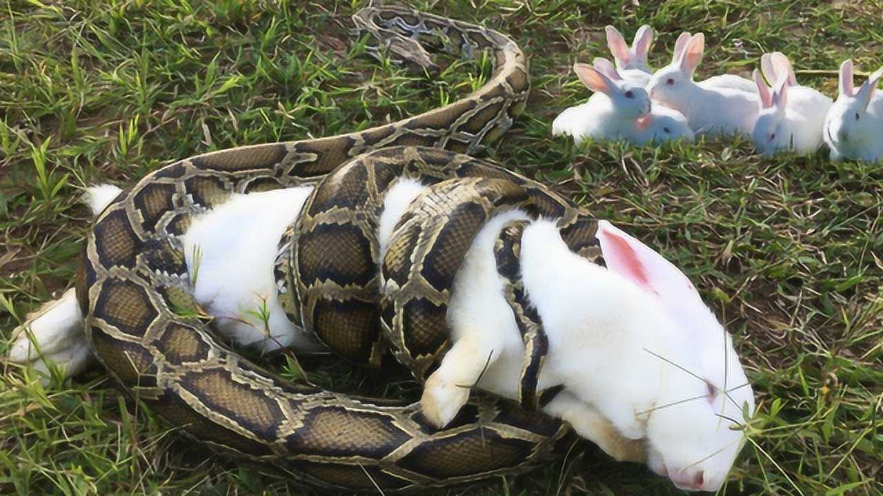 小兔子遭蟒蛇缠住,生死关头被人类勇救,接下来发生的事让人惊讶
