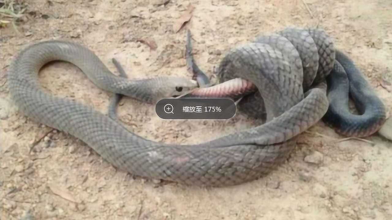 王锦蛇vs眼镜王蛇图片
