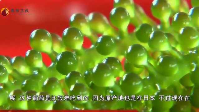 这种“水葡萄”长在水里,一斤能卖上百元,很合适女生吃!