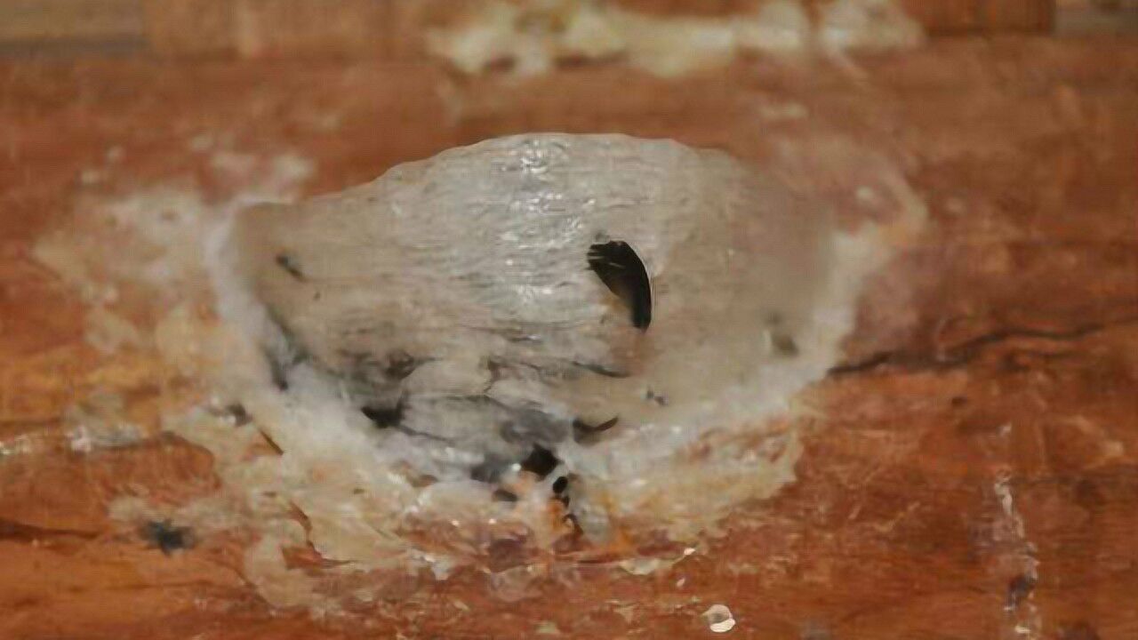 详解世界八珍之一燕窝的形成过程?看完才明白为什么那么贵