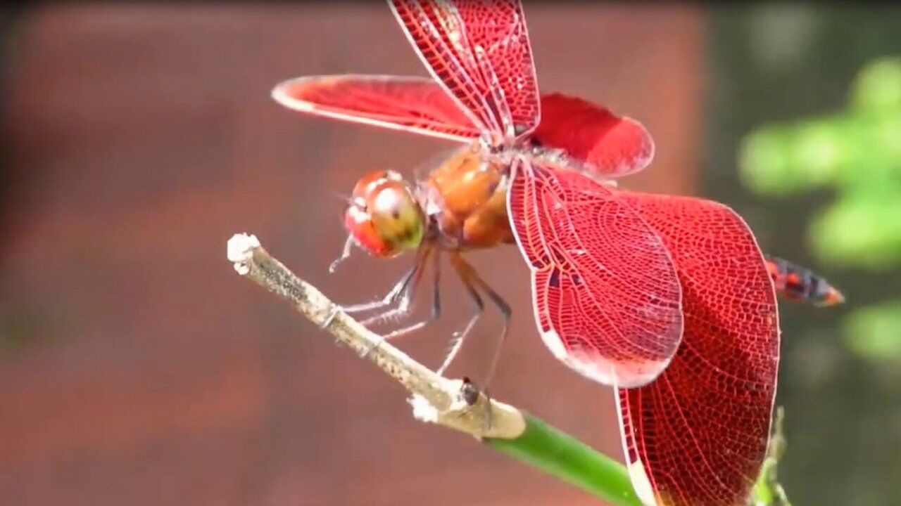 巨脉蜻蜓是世界上最大的昆虫体长可达24米左右巨美