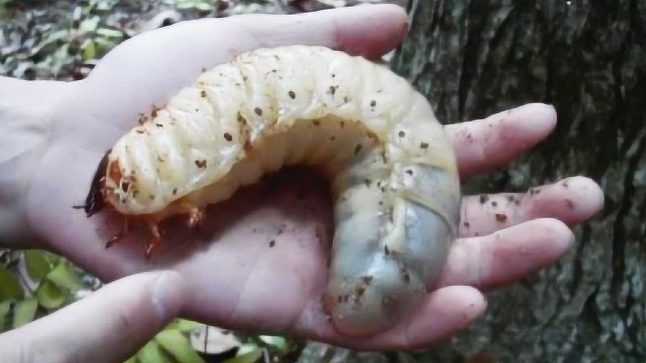 5个最大的恐怖虫子真实存在在地球上生活了4700年