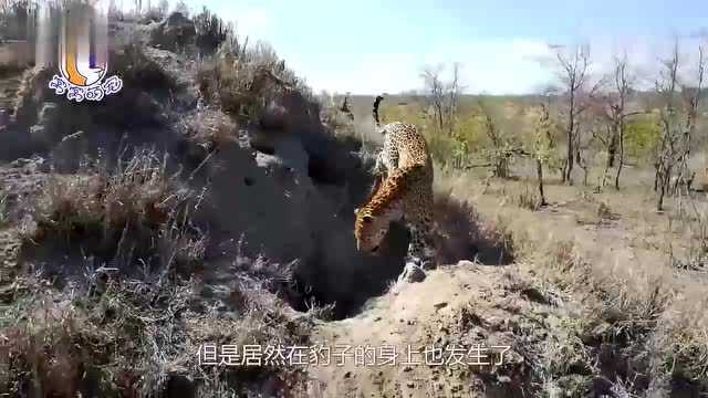 豹子也有狗熊掰棒子的事情发生,面对好几只小疣猪,如何下手