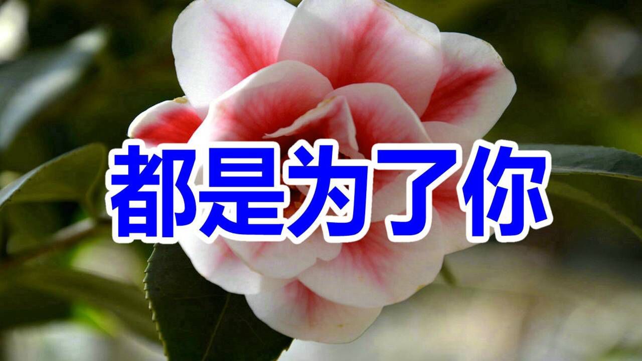 新歌!音乐走廊/思雨一曲《都是为了你》好听极了!