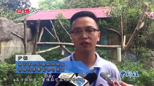 南京动物园考拉夫妇喜得“宝宝”萌态可掬惹人喜爱