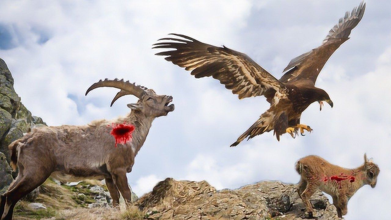 金雕猛冲悬崖上抓山羊,没想到上演惨痛坠机,镜头拍下金雕绝望样子