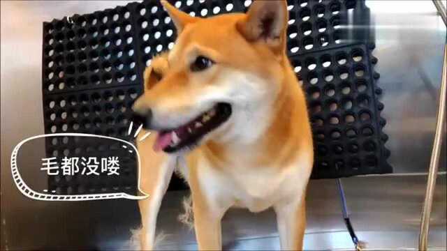 柴犬掉毛有多凶?请收看《柴柴Haki梳毛记》!