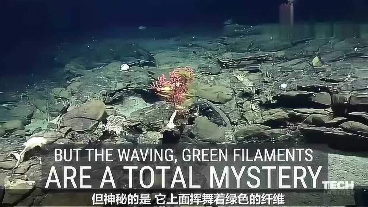 馬裡亞納海溝發現最新未知海洋生物科學家們困惑了