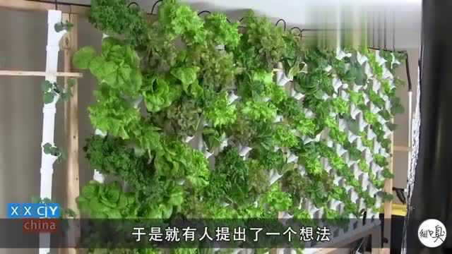 把水培蔬菜架到墙上,能充当室内植物墙吗?看看老外是怎么做的