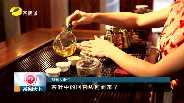 茶叶中的回甘从何而来?