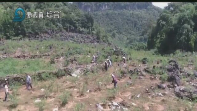 冗渡镇:小小花椒苗 村民“摇钱树”