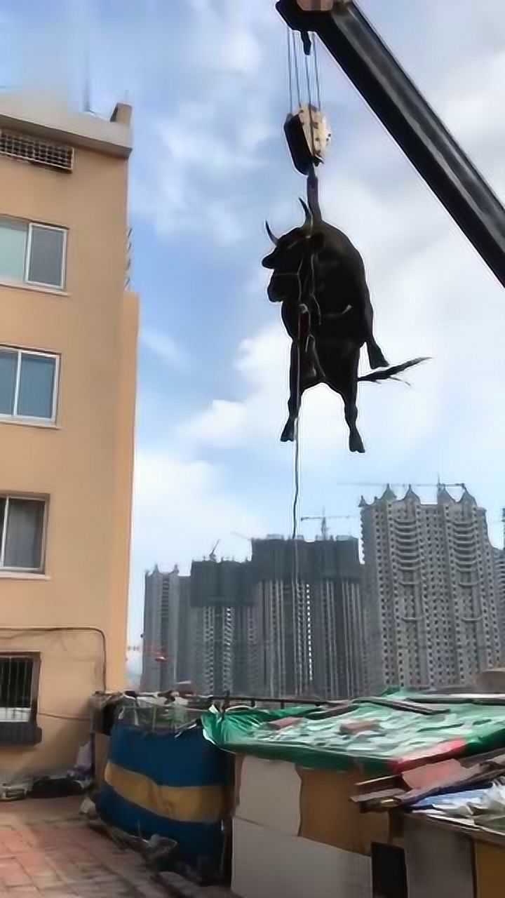 一只牛在天上飞的图片