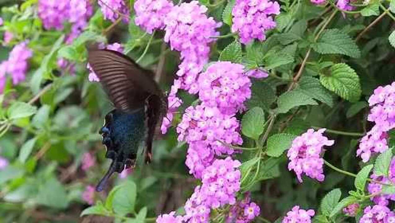 e-m10 mark iii 高速视频拍摄在碧山岩的蝴蝶