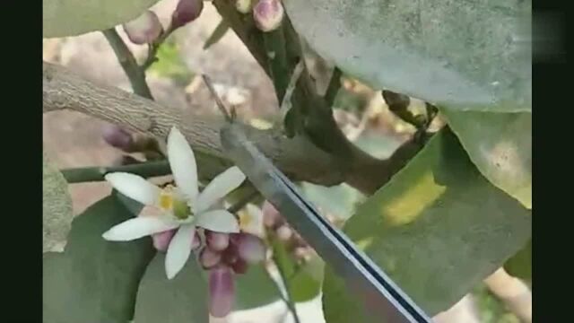 教会你如何种植盆栽柠檬,这样简单的嫁接果子又多又大