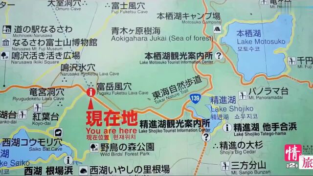 只是个普通的森林, 为什么被禁止入内? 因为这里是青木原树海,