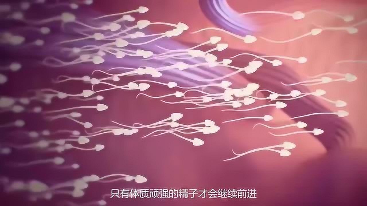 精子进入母体后是如何发育成胎儿的?动画演示带你了解,生命太伟大_高清1080P在线观看平台_腾讯视频