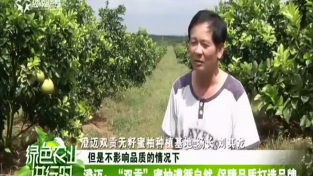 澄迈:无籽蜜柚名利双全 多个品牌遍地开花