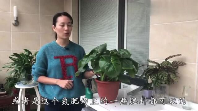 盆栽龟背竹的叶子又大亮,其实很简单,牢记这几点,轻松爆盆!