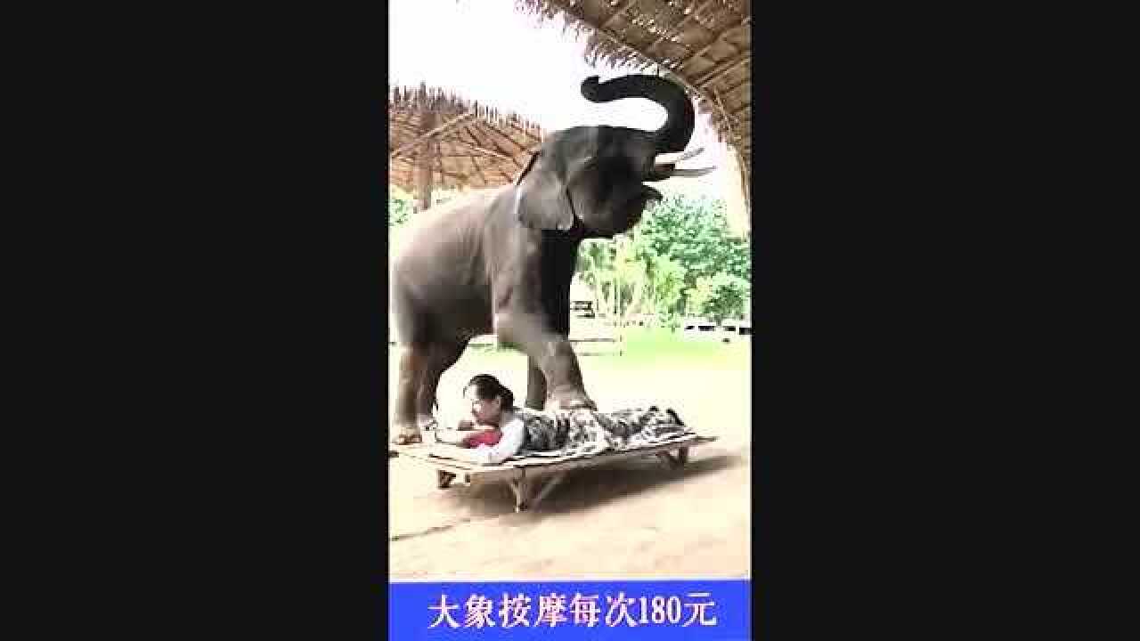 大象按摩,一次180元,你敢让大象踩背吗?