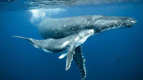 鲸鱼是哺乳动物，它是怎么哺乳的？看完长见识了